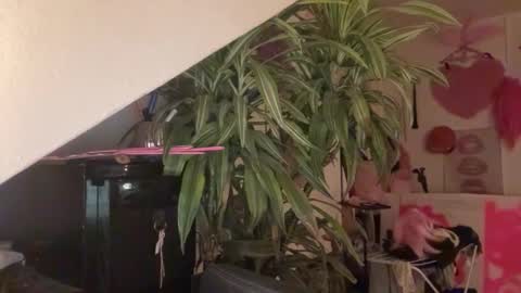 Snapshot of pinkfag chatting on 31, 3, 2026 pinkfag online show from 31, 3, 2026