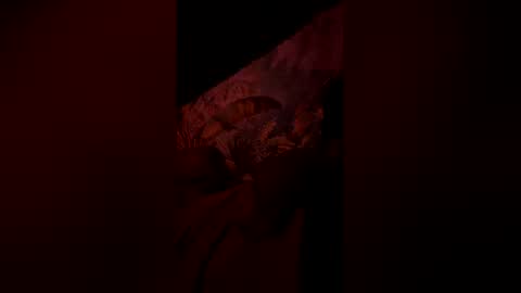 tacovegan4 online show from 6, 1, 2026