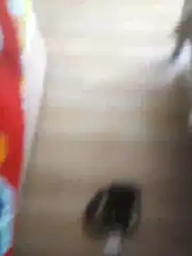 Snapshot of 510915asi chatting on 20, 12, 2025 510915asi online show from 20, 12, 2025