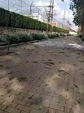 Snapshot of mehdi-l7away chatting on 9, 3, 2026 mehdi-l7away online show from 9, 3, 2026