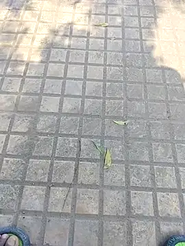 Snapshot of WettedGlimpse chatting on 3, 12, 2025 WettedGlimpse online show from 3, 12, 2025