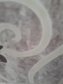 sk022 online show from 15, 4, 2026