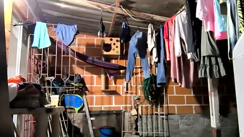 17cmpolla online show from 6, 12, 2024