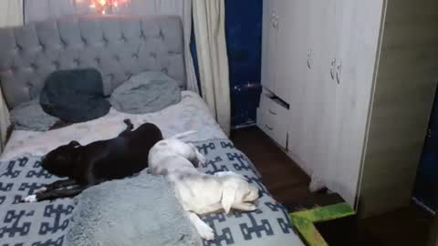 _azalea_65 online show from 11, 9, 2025