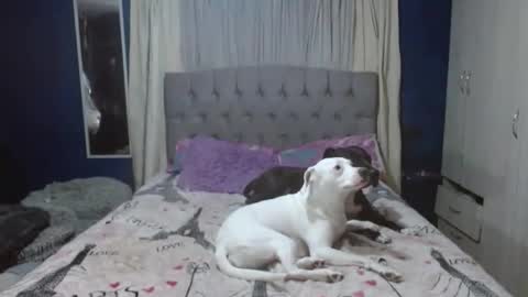 _azalea_65 online show from 26, 11, 2025