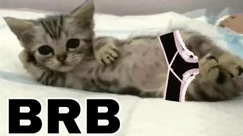 Snapshot of _meowmiko__ chatting on 1, 2, 2026 miko3 online show from 1, 2, 2026