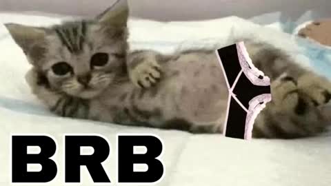 Snapshot of _meowmiko__ chatting on 3, 2, 2026 miko3 online show from 3, 2, 2026