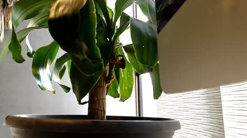 Alex  Dani online show from 11, 1, 2025