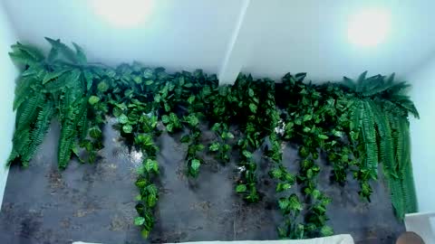 Alice online show from 24, 11, 2025