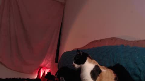 Snapshot of ally_donfort chatting on 28, 2, 2025 Ally online show from 28, 2, 2025