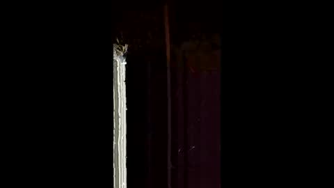 antony1495 online show from 4, 2, 2026