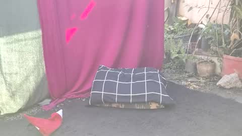 Snapshot of bad_wolf28 chatting on 25, 11, 2025 bad_wolf28 online show from 25, 11, 2025