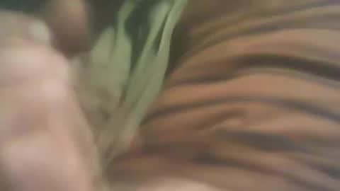 bandapart online show from 8, 9, 2025