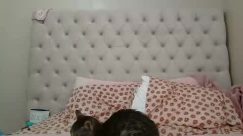 Beauty online show from 17, 1, 2026