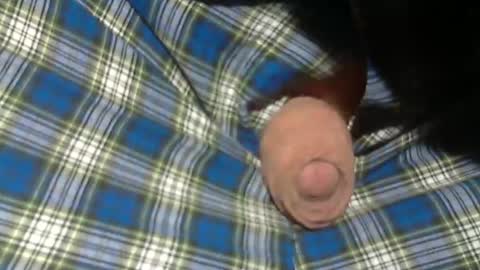  Reservoir Dogs online show from 2, 11, 2025