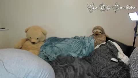 Bee online show from 24, 2, 2026