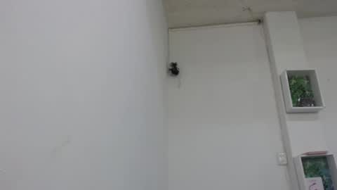 Snapshot of bella_lady_1_ chatting on 9, 2, 2025 lady online show from 9, 2, 2025