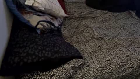 bigdickpapishampoo online show from 28, 11, 2025