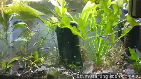 Booker Baxton online show from 9, 11, 2025