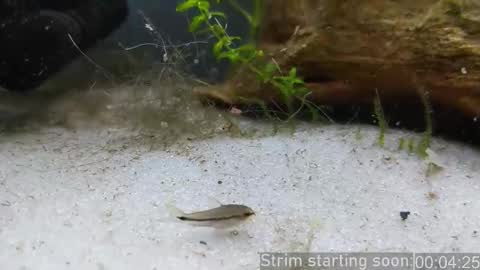 Booker Baxton online show from 6, 2, 2026