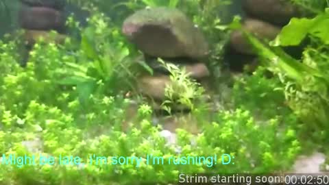 Booker Baxton online show from 19, 2, 2026