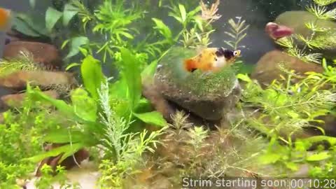 Booker Baxton online show from 20, 3, 2026