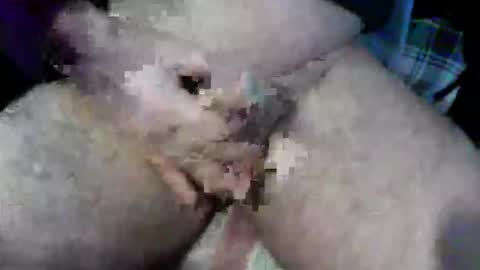 bossram160 online show from 9, 10, 2025