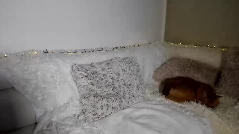 brianadiamondxxx online show from 10, 2, 2026