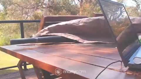 Fun Monster online show from 10, 10, 2025