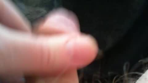 bullemoe online show from 15, 12, 2025