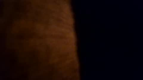 cabox online show from 5, 11, 2025