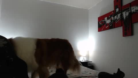 Snapshot of camila_bigcock_ts chatting on 8, 3, 2025 camila online show from 8, 3, 2025