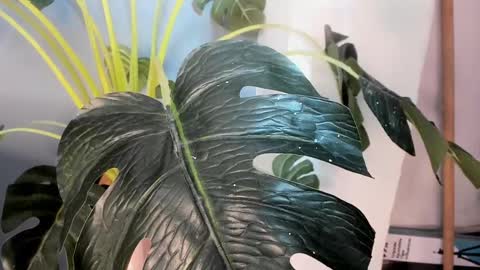 Camillo Virgil online show from 17, 10, 2025