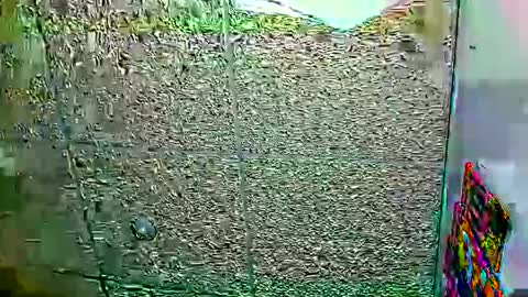 Dayan Camila online show from 12, 1, 2026