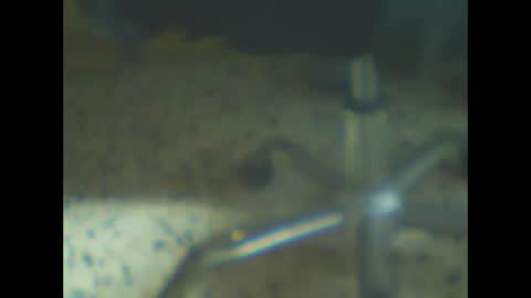 Snapshot of castells chatting on 10, 2, 2026 castells online show from 10, 2, 2026