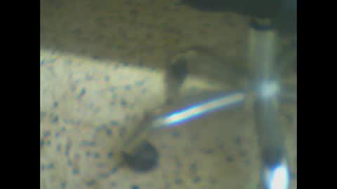 Snapshot of castells chatting on 24, 3, 2026 castells online show from 24, 3, 2026