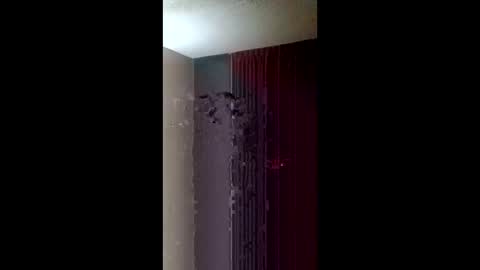 Roxy and Royce online show from 22, 3, 2026