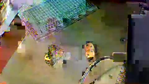 Snapshot of chubbyboy1986 chatting on 17, 10, 2025 chubbyboy1986 online show from 17, 10, 2025