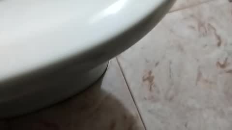 ciccilli online show from 5, 10, 2025