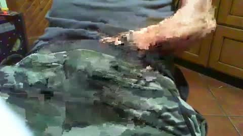 Snapshot of ciop1962 chatting on 2, 12, 2024 ciop1962 online show from 2, 12, 2024