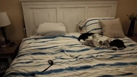 KingDing online show from 10, 10, 2025