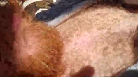 cody_phoenix online show from 11, 10, 2025