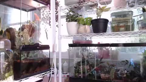 ANR Mommy online show from 6, 10, 2025