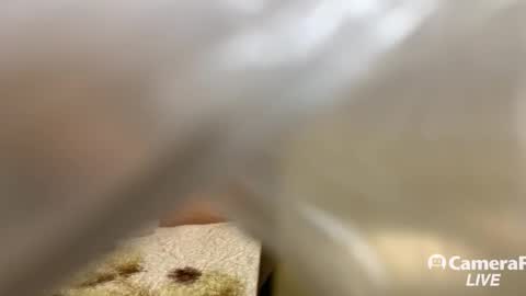 Snapshot of daddybigwhitecock chatting on 14, 11, 2025 Tommy online show from 14, 11, 2025