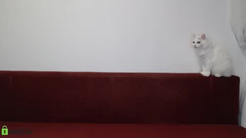 Snapshot of daniel_padalecki chatting on 17, 11, 2025 Daniel online show from 17, 11, 2025