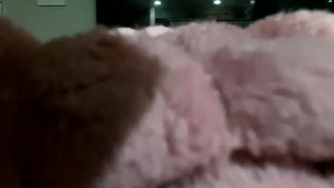 Snapshot of dannyboy621 chatting on 10, 11, 2025 dannyboy621 online show from 10, 11, 2025