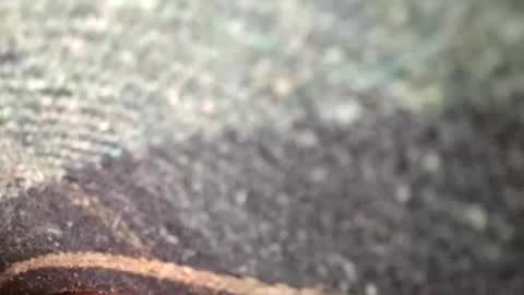 Snapshot of dino_7711 chatting on 12, 11, 2025 dyno online show from 12, 11, 2025