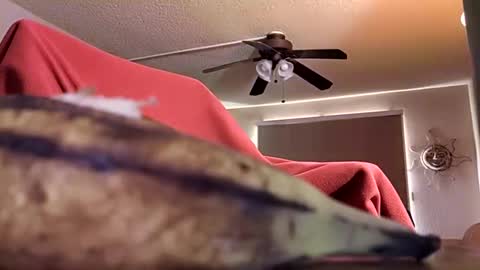 DIPSTIK online show from 9, 10, 2025