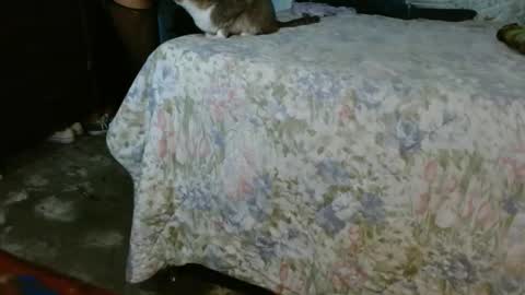 Snapshot of dream_real chatting on 30, 10, 2025 dreamreal online show from 30, 10, 2025