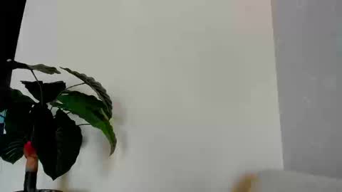 My name is ElizaPVT is open online show from 8, 9, 2025